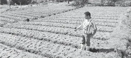  ??  ?? Reinaldo Alfonzo en medio de su plantación de frutilla. El hombre asegura que deben vigilar durante la noche para evitar saqueos.