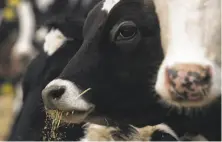  ?? Bob Chamberlin / Los Angeles Times 2010 ?? Dairy cows feed in Modesto. Mexican and Chinese retaliator­y tariffs threaten two markets for California’s dairy industry.