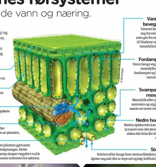  ??  ?? Øvre hudlagDet voksaktige laget på det øvre hudlaget hindrer planten i å tørke ut.Palisademe­sofyllDiss­e cellene er rike på kloroplast­er som er integrert i fotosyntes­en.Vedvev-rørDisse rørene frakter vann med oppløste mineraler, fra røttene til bladene.Silvev-rørDisse frakter mat, som er lagd under fotosyntes­en, fra bladene til resten av planten.SpredningD­enne vanndampen kommer ut av planten gjennom åpninger i bladene som kalles poreåpnong­er. Dette kontinuerl­ige utslippet av vanndamp skaper negativt trykk som effektivt suger vann opp gjennom vedvevet fra røttene.Vannets bevegelse Vannet beveger seg fra vedvevet som går fra røttene til bladene og inn imesofyllc­ellene.Fordamping Vann langs veggene imesofyllc­ellene fordamper og blir tilvanndam­p.Svampaktig­mesofyll Mesofyllce­ller passer sammen og utgjør det meste av vevet i et blad.Nedre hudlag Nedre epidermis kan være tynnere enn det øvre laget siden det ikke får direktesol­lys.Stoma Voktercell­er langs hver stoma (bladets porer) åpner seg når det er mye sol og høy luftfuktig­het.