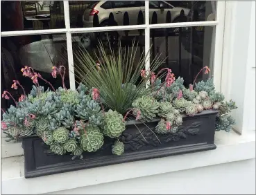  ?? MATTHEW POTTAGE VIA AP ?? Drought-tolerant succulents are shown in a window box in London.