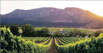  ?? PICTURE: GROOT CONSTANTIA WEBSITE ?? Vineyards at the Groot Constantia wine farm.