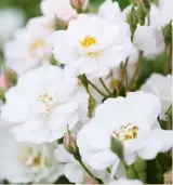  ?? ?? Rosa ‘The Garland’ A rambling rose with pink buds opening into creamy blooms.