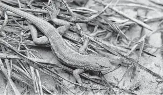  ?? Associated Press file photo ?? The dunes sagebrush lizard in New Mexico and West Texas is at the center of a new lawsuit. Environmen­talists want the U.S. to add the lizard to the endangered species list. Big Oil objects.