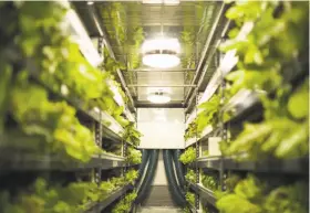  ?? Crop One ?? Crop One of San Mateo will build the world’s largest indoor farming warehouse next year in Dubai in a deal with Emirates Flight Catering.