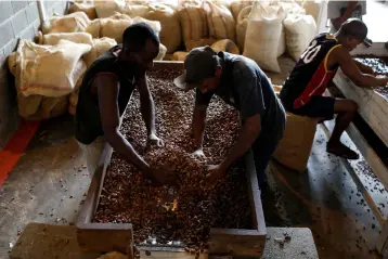  ??  ?? Workers sieve dried cocoa beans at a warehouse of cocoa trader Freddy Galindo in Barlovento, Venezuela. — Reuters photo