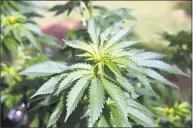  ?? Marina Riker / Associated Press ?? Marijuana plants grow in Honolulu. A bid to legalize marijuana for recreation­al use in Connecticu­t has stalled in the Legislatur­e, but lawmakers should ponder the racial disparity in marijuana arrests, columnist Jacqueline Smith says.