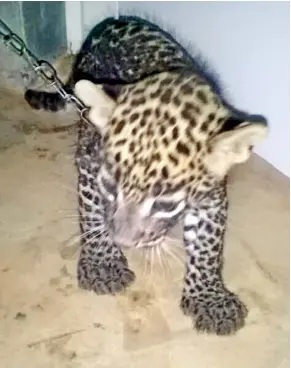  ??  ?? The leopard cub found in the posession of a 16-year-old in Mannar. Pic by Romesh Madushanka