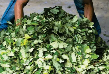  ?? FOTO ?? La hoja de coca (foto) es lo que los campesinos convierten en pasta para luego venderla a los grupos ilegales. Los carteles mexicanos llegan al país para verificar su calidad.