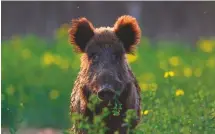  ??  ?? Booming: wild boar population­s are increasing due to the lockdown