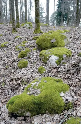  ?? Foto: Martti Kainulaine­n/lehtiKuva ?? FÖRST på pLATS. Primitiva växter, främst mossor, började sprida sig på land för cirka 470 miljoner år sedan. Därefter tog örter, buskar och träd över och då började syrehalten i atmosfären stiga, vilket i sin tur gjorde det möjligt för djur att...