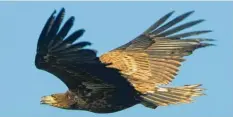  ?? Foto: Patrick Pleul, dpa ?? Der Seeadler ist der größte Vogel unter den Adlern.
