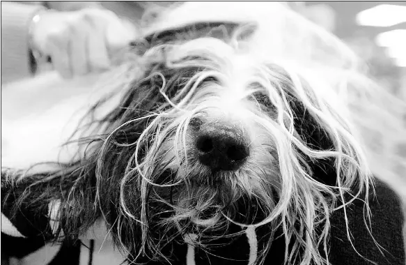Show Pooches Arrive For Bowwow Powwow Pressreader
