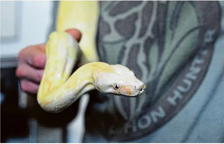  ?? Foto: Erik S. Lesser/dpa ?? Als Nahrungsmi­ttel geeignet? Eine Python-schlange. Wo sie sich wild vermehren, so wie in Florida, werden sie zur Plage.