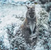 ?? ?? A snowy wallaby at Cradle Mountain.