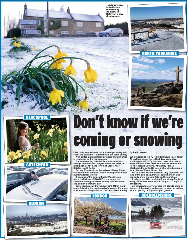  ??  ?? Heads bowed... daffodils are defeated by the snow in Slaley on a day of extremes