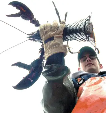  ??  ?? La longévité des homards est un sujet des plus controvers­és. Il n’existe aucune façon d’en déterminer l’âge. - Archives