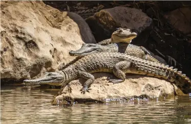  ??  ?? As waterholes in Windjana Gorge shrink during the dry season, dozens of freshwater crocodiles congregate on prime basking spots at the water’s edge.