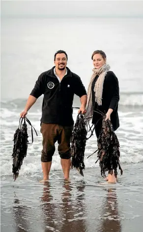  ??  ?? Tane and Clare Bradley collect seaweed. Seaweed is the source of a wide range of minerals, vitamins, proteins, amino acids and other naturally occurring compounds.