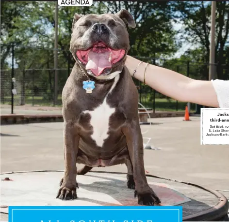  ??  ?? Photograph­er Adam Jason Cohen’s pit bull, Molly. “She’s not the most agile,” he admits.