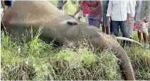  ??  ?? Recent incidents of jumbo deaths on rails tracks (above and below)