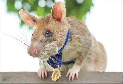 ?? APOPO ?? The rat named Magawa recently received a medal from the People’s Dispensary for Sick Animals (PDSA) in England for locating 67 landmines and unexploded ordnance in Siem Reap and Preah Vihear provinces.
