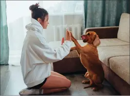  ?? COURTESY OF PEXELS ?? Positive reinforcem­ent training identifies the things that a dog likes and dispenses them as rewards for positive behavior.