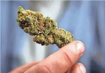  ?? ROBERT F. BUKATY, AP ?? A bud of legally grown marijuana is held by a cancer patient, in Portland, Maine. A business is offering free pot to people who clean up the streets of Gardiner, Maine.