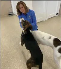  ?? SUBMITTED PHOTO ?? Cheri DeLong, one of the owners of K9 Resorts of Malvern, plays with a couple of the resort’s guests. K9 Resorts, 309 Lancaster Ave. in East Whiteland, provides upscale boarding and daycare for dogs.