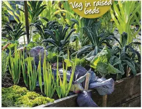  ??  ?? Raised beds are ideal for intensive growing, giving big crops in a small area