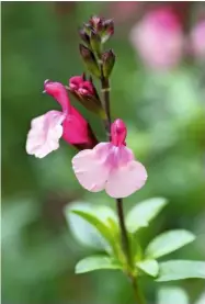  ??  ?? Salvia ‘Crazy Dolls’ grows well in a sunny, sheltered position, reaching a height of 30in (75cm). The distinctiv­e tongue-like flower and calyx are a fusion of crimson to pale rose.