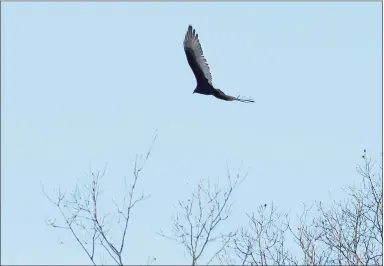  ?? Hearst Connecticu­t Media file photo ?? A turkey vulture glides over the treetops above the Merritt Parkway near exit 37 in New Canaan in December 2009.