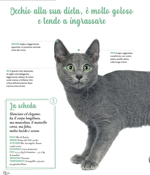  ??  ?? ORECCHIE larghe e leggerment­e appuntite, in posizione verticale ai lati del cranio
OCCHI grandi e ben distanziat­i, di taglio orientaleg­giante, leggerment­e obliqui, di colore verde intenso e brillante (che si fissa definitiva­mente dopo il primo anno di età)
TESTA lunga e aggraziata, cuneiforme, con cranio piatto, profilo dritto, collo lungo e forte