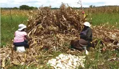  ?? ?? Some Silalatsha­ni farmers are already harvesting their early maize crop