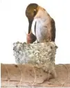  ?? PHOTO BY BO RADER/WICHITA EAGLE/TNS ?? A ruby-throated hummingbir­d feeds a baby chick in a nest she built on a wind chime at Garry and Pat Porter’s Wichita house.