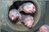  ?? THOMAS PARK / REUTERS ?? Four naked mole-rats are seen in a laboratory at the University of Illinois at Chicago in an undated photo released on Thusday.