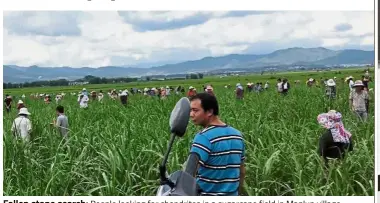  ??  ?? Fallen stone search: People looking for chondrites in a sugarcane field in Manlun village, Yunnan province. — China Daily/Asia News Network