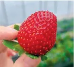  ?? ?? The new variety of “Black Pearl” strawberry — Ti Gong