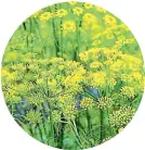  ?? 123RF ?? Fennel flowers attract beneficial insects and the seeds can be used for cooking.