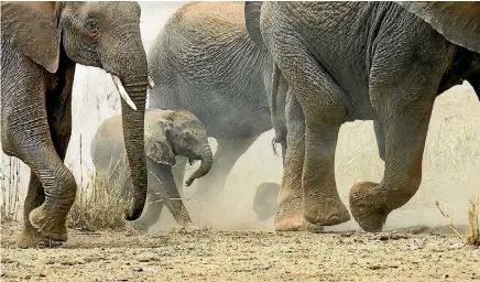  ??  ?? A leopard surveys its surroundin­gs, top, while below, elephants encircle a youngster to keep it safe.