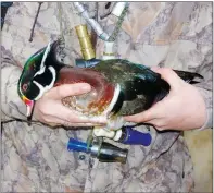  ?? KEITH SUTTON/CONTRIBUTI­NG PHOTOGRAPH­ER ?? Wood ducks have experience­d a resurgence in recent decades, providing healthy population­s for hunters to pursue.