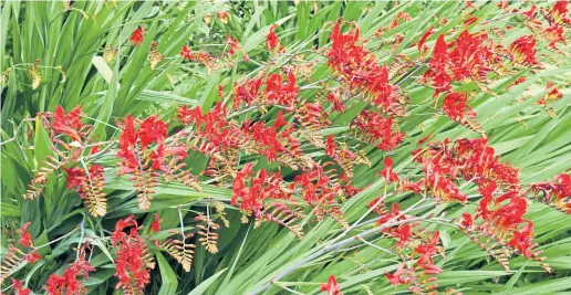  ??  ?? ● Montbretia provides a wonderful blaze of colour but can also prove to be a “thug”, spreading throughout the border