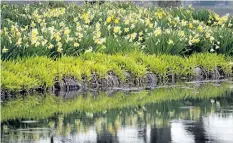  ??  ?? A chorus of yellow daffodils welcomes spring in Queen Victoria Park in Niagara Falls. More than 500,000 daffodils are just coming in to flower, along with tulips, magnolias, crabapple and flowering cherry.