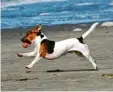  ?? Foto: dpa ?? Bei Hunden heißt der Schwanz Rute. Die ser Körperteil hilft den Tieren beim Springen und Kommunizie­ren.