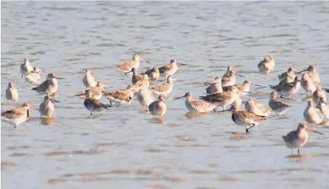  ??  ?? Bar tailed godwits in Maketu¯ Harbour.