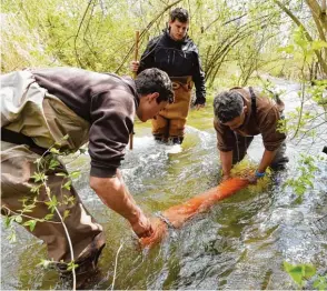  ?? Fotos: Marcus Merk ?? Mitglieder des Fischereiv­ereins Meitingen versenken die Brutbox im Mädlelech bei Meitingen: (von rechts) Reinhard Reiter, Matthias Leblang und Lukas Reiter.