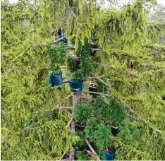  ?? Foto: Polizei Augsburg ?? Hoch oben in den Baumwipfel­n des Haunstette­r Walds hatte ein 35 Jähriger aus Augsburg mehrere Hanfpflanz­en versteckt. Jetzt muss er wegen seiner außergewöh­n lichen Aktion ins Gefängnis.