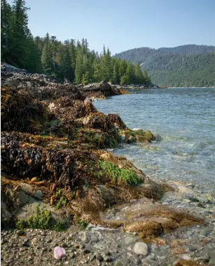  ?? ?? From left: A beach on Faraday Island, within Gwaii Hanaas National Park Reserve, close to the control site where extensive work has been done to remove sea urchins and allow kelp forests to regenerate; Brady Yu (left) and Cindy Boyko are two co-chairs of the Council of the Haida Nation’s Archipelag­o Management Board, which governs Gwaii Hanaas National Park Reserve.