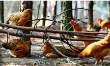  ??  ?? Les poulets passent 100 jours dans le bois en plein air.