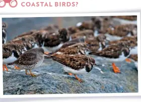  ??  ?? CAN YOU NAME THESE COASTAL BIRDS?