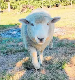  ?? Photo / Supplied ?? Bob the Sheep.